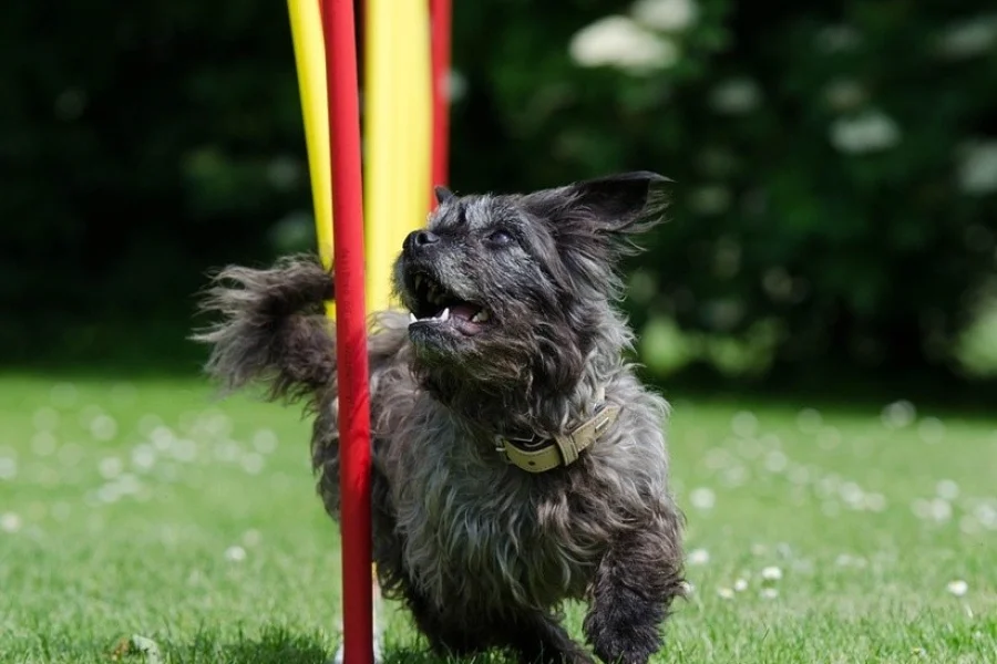 Eskilstuna Hunddressyr Klubb